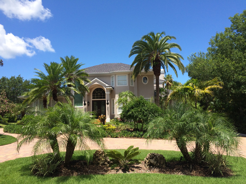 House with Palm Trees