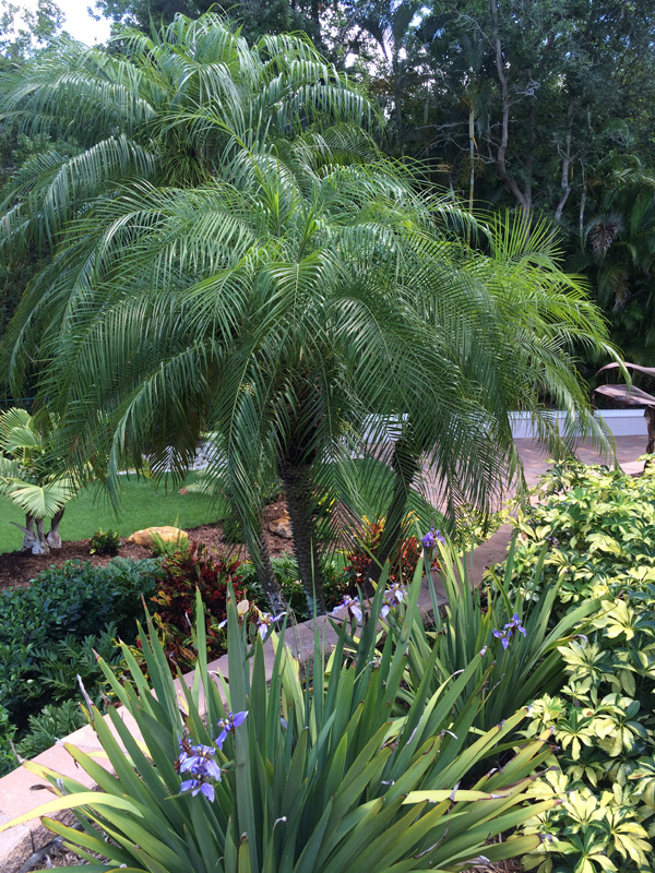 Closeup of Palm Tree